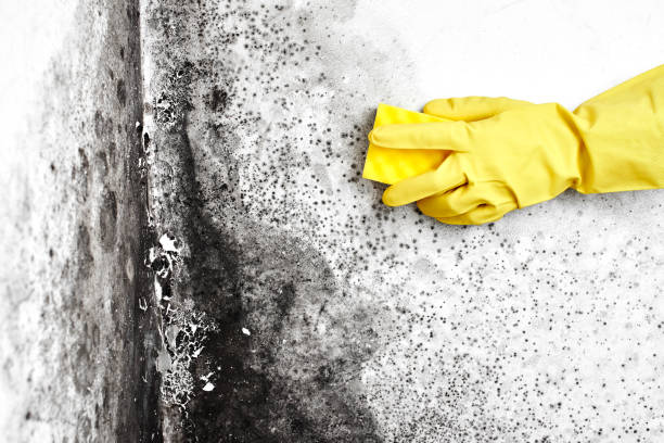 Best Toxic Mold Removal  in Beaumont, TX