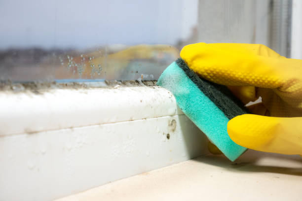 Best Attic Mold Removal  in Beaumont, TX