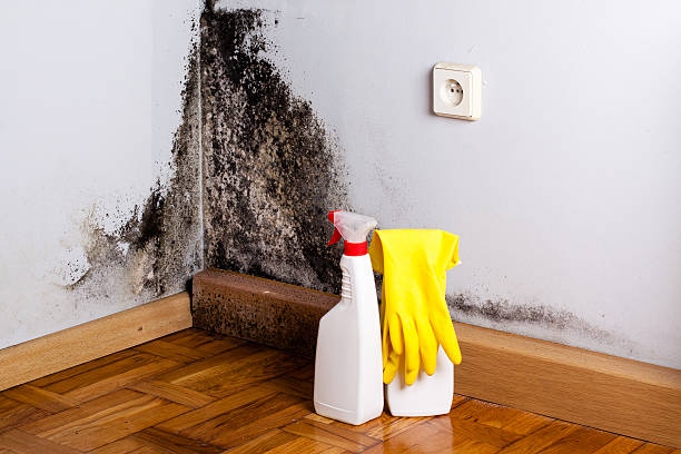 Mold Testing and Removal in Beaumont, TX