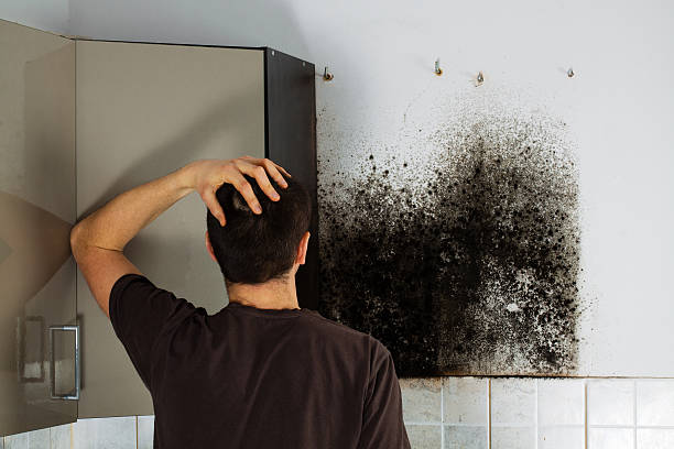 Best Commercial Mold Removal  in Beaumont, TX