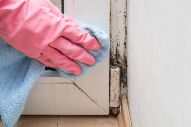 Best Home Mold Removal  in Beaumont, TX