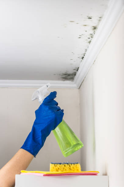 Mold Removal Process in Beaumont, TX