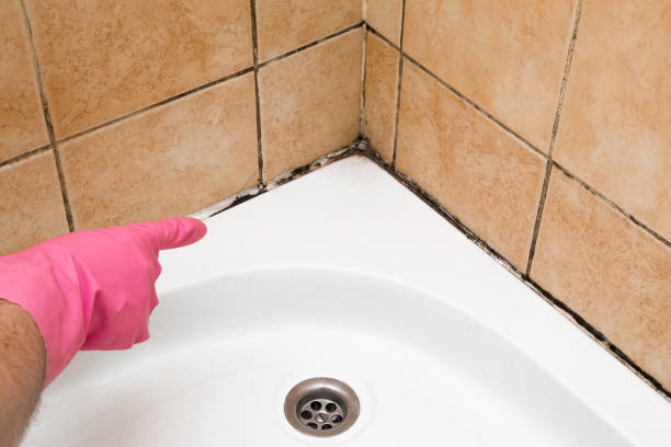 Best Local Mold Removal Service  in Beaumont, TX